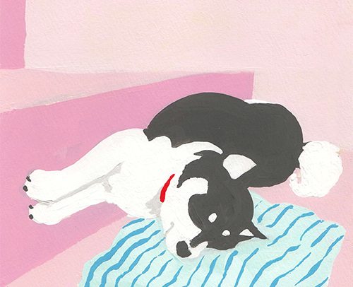 斜面に座る黒豆柴-Black shiva dog-